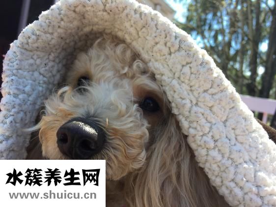 鼻子黑頭怎么辦