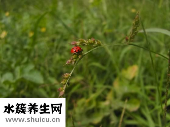 冬蟲夏草怎么食用