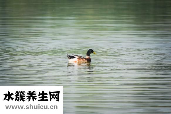 體育運動有哪些