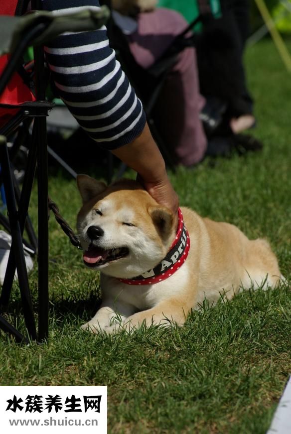 小狗拉稀吃什么藥