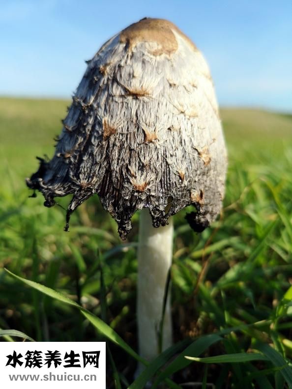 吃黑木耳有什么好處