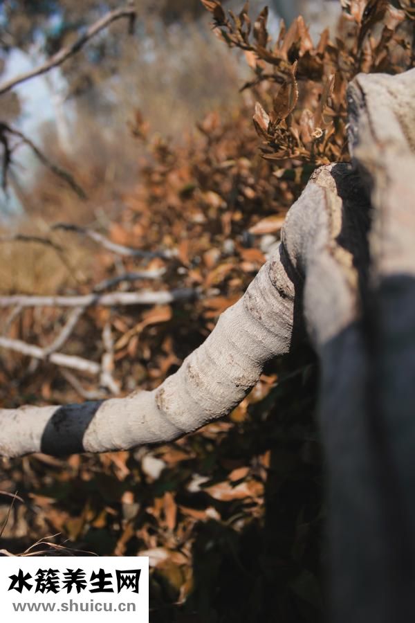 人有多少塊肌肉