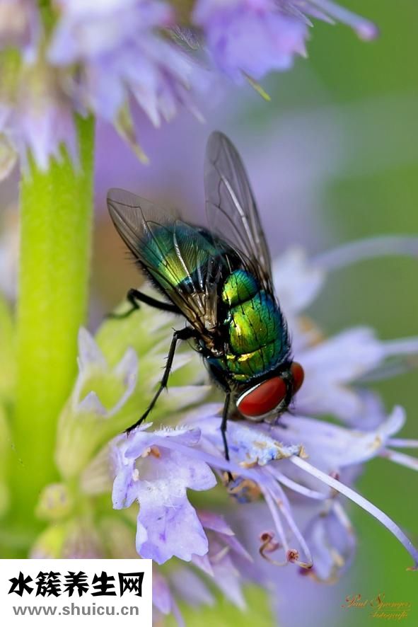 什么叫應屆畢業生