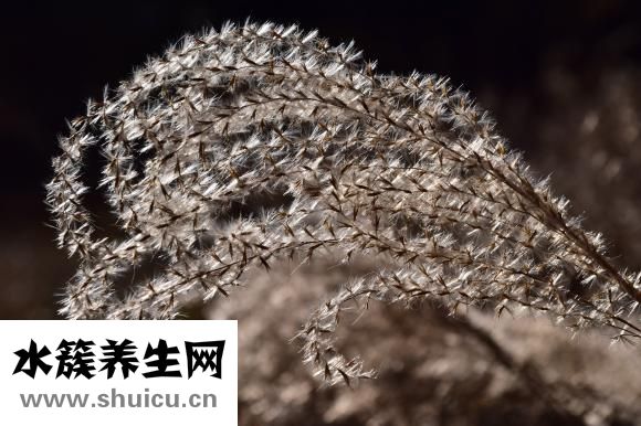 冬蟲夏草如何吃