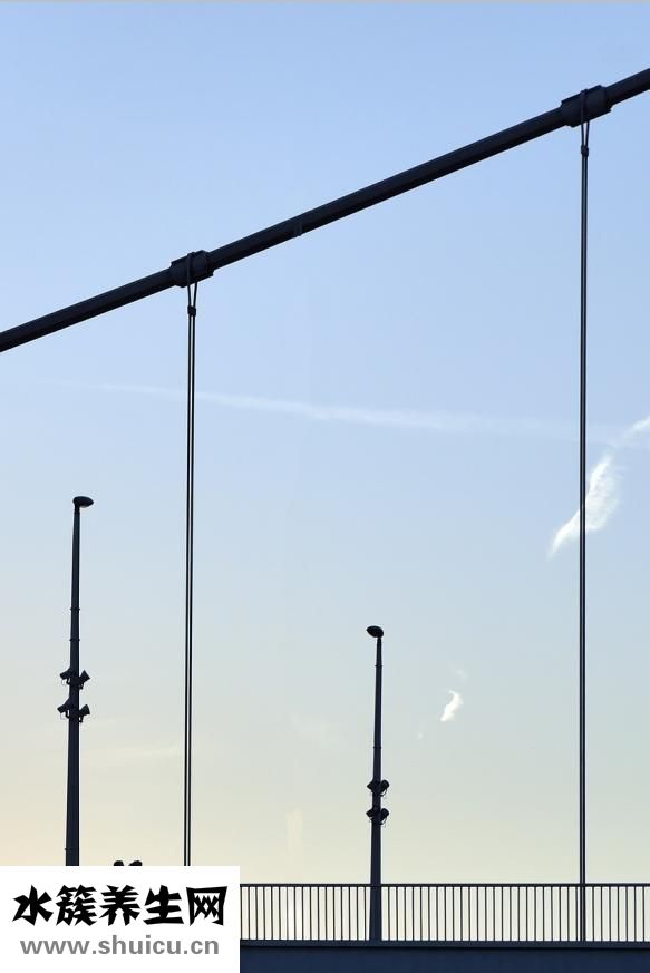 什么植物吸收甲醛