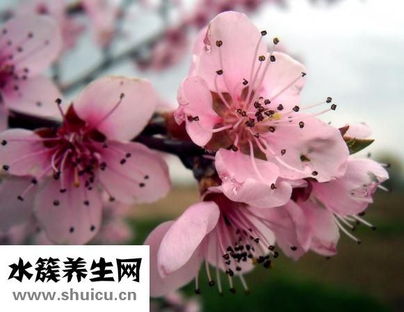 冬天的花有哪些