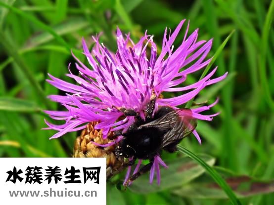 冬蟲夏草如何吃