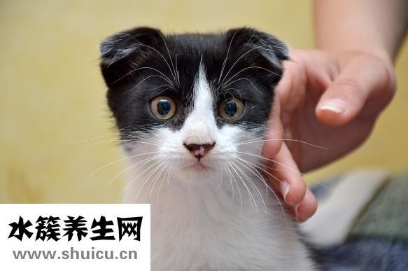 什么食物含碘多