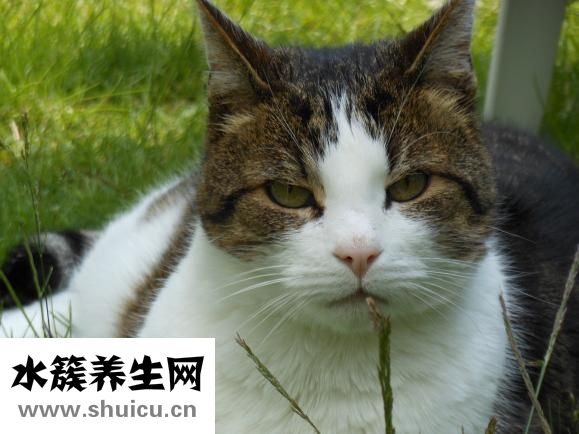 如何脫毛不再長