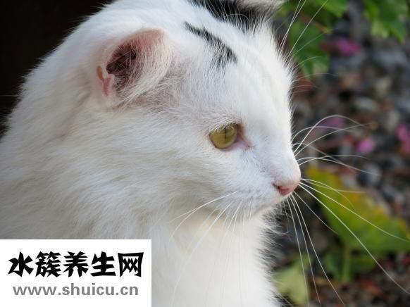 注射除皺有哪些