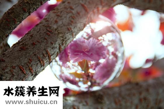 怎么治療脂溢性脫發(fā)