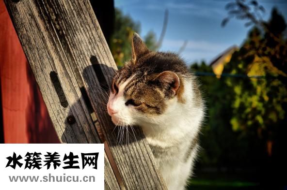 晚上老失眠怎么辦