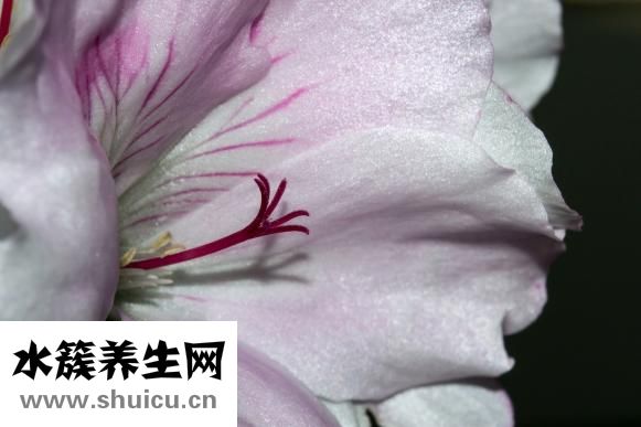 怎么治療脂溢性脫發(fā)