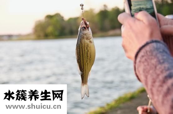 燉魚怎么做
