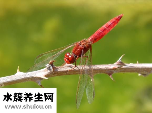 臉上長(zhǎng)青春痘怎么辦