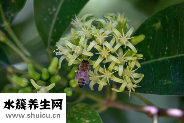 眼袋太大怎么辦