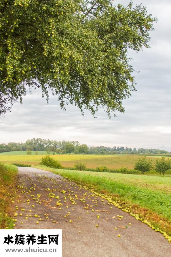 肝火旺盛吃什么