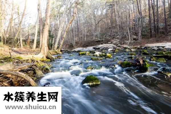 碧螺春是什么茶