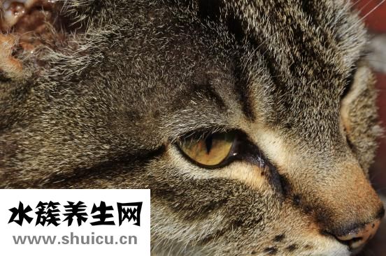 眼睛紅是怎么回事