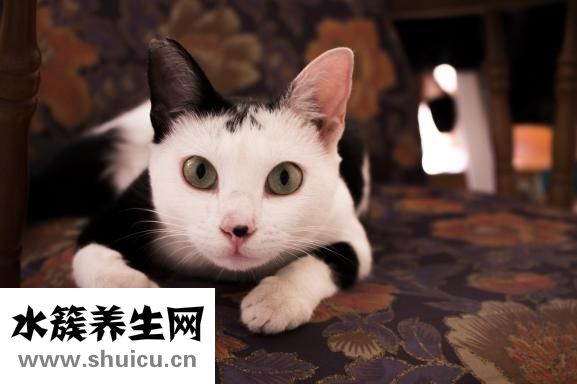 陽虛體質如何調理