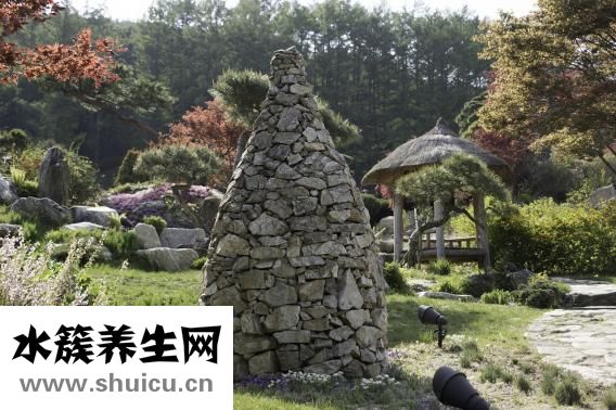 碰碰香怎么養(yǎng)