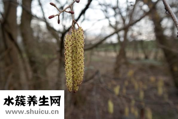 孕婦吃什么干果好