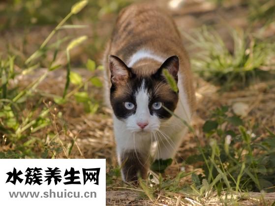 陽虛體質如何調理