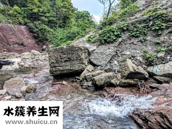 碧螺春是什么茶