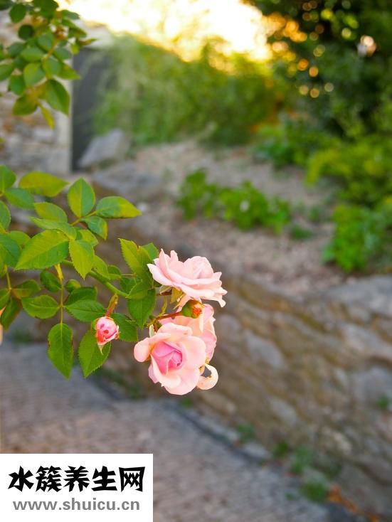 康乃馨的花語是什么