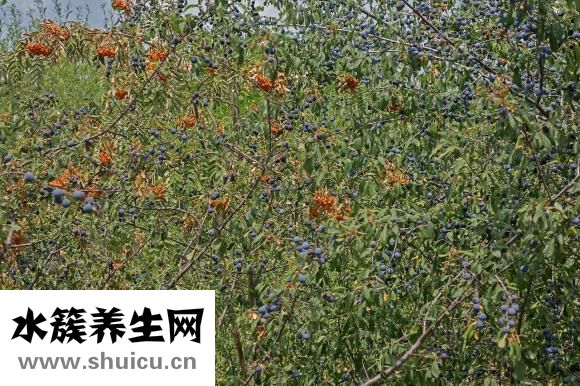 嬰兒不喝水怎么辦