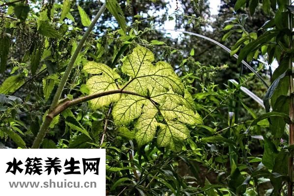 青春痘是怎么引起的