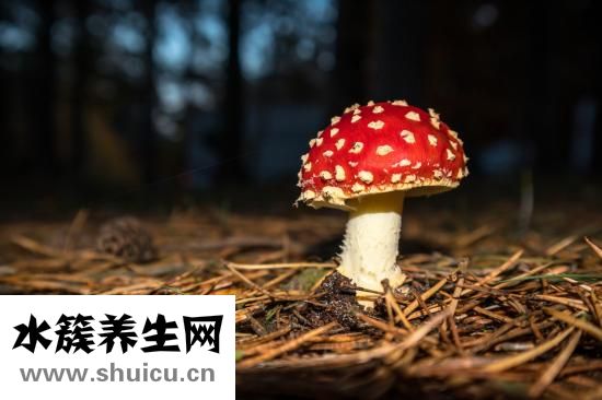 想減肥晚餐吃什么