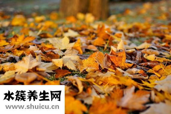 堿性磷酸酶是什么