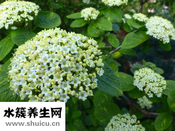 青春痘是怎么引起的