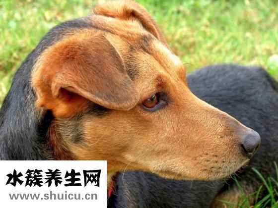 鼻子上長痘痘怎么治