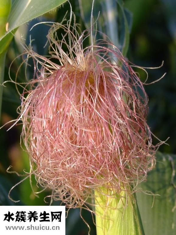 怎么讓頭發變硬