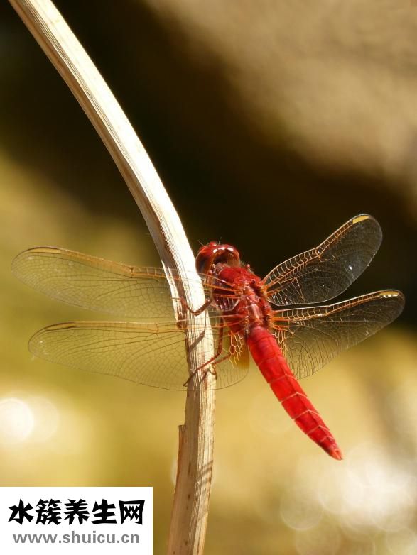 臉紅是什么原因