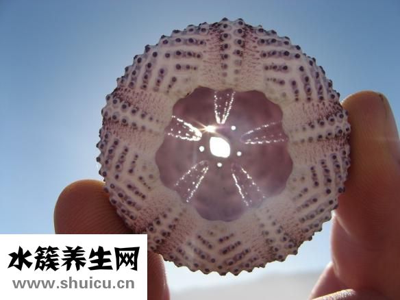 類風濕用什么藥