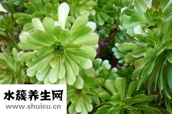 臉過敏發紅怎么辦