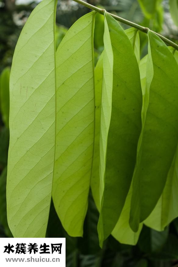 臉過敏發紅怎么辦