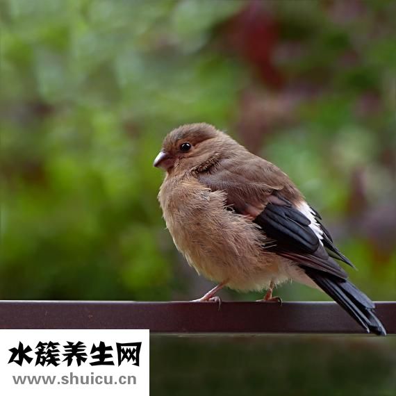 更年期什么癥狀