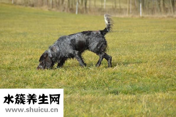 麻雀結(jié)局是什么