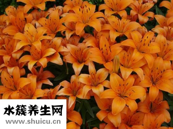 無限極保健品怎么樣