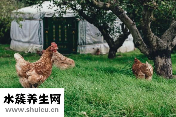 如何預(yù)防禽流感