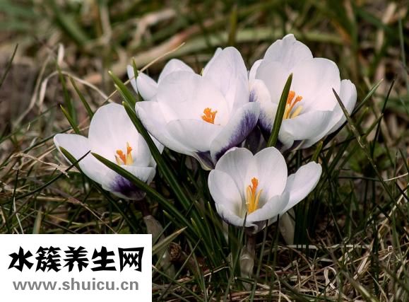 雞眼是什么樣子