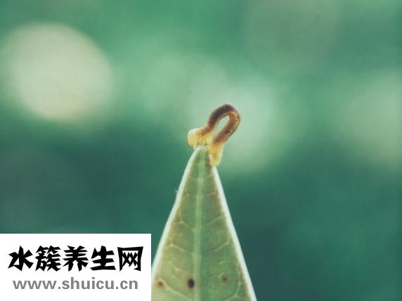 什么是基金分紅