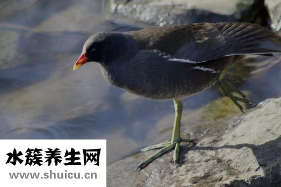 雞翅木手串怎么樣