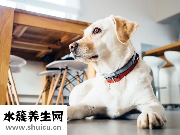 狗狗吃生肉怎么樣