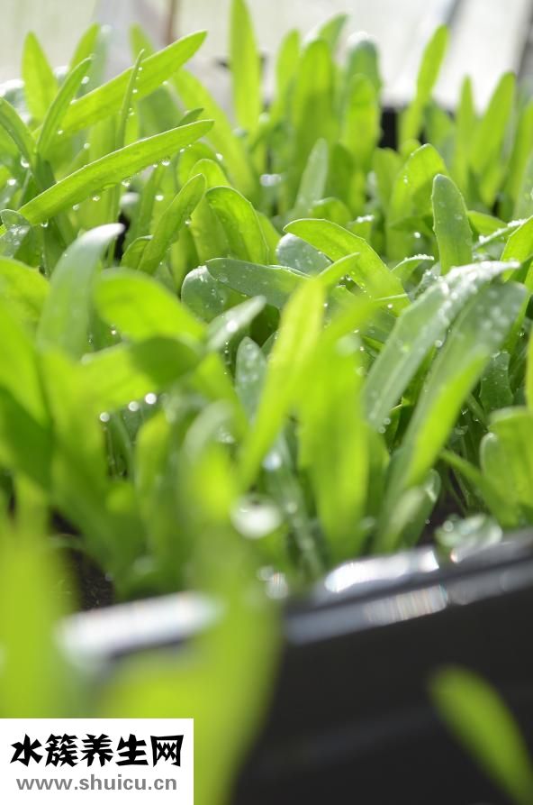 大便綠色怎么回事