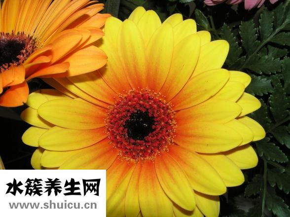 百麗愛家櫥柜怎么樣